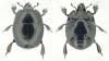Pachylister inaequalis